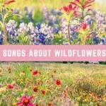 20 Songs About Wildflowers Songs-About-Wildflowers